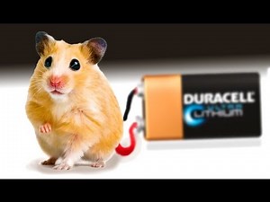 Experiment. Hamster generates Electricity!