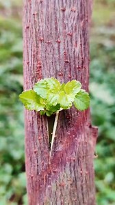 Grafting Tutorial Grafted fruit trees...🍀🥰 #grafting #fruittrees #graftingtechniques #graftinghard #graftingskills #graftingplants #bonsaitree #grafton #BONSAI #naturelovers #plantbased #reels #shorts #supportlocal #yummy #viralreels #plants | Plants Grafting