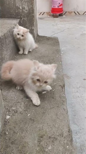 #billi #catfunny #cartoonvideo