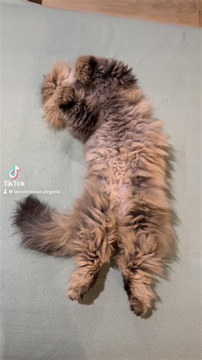 Lacomtesse.virginie on Instagram: "Un chat malheureux 🫣 . Moon vie sa meilleure vie sur le canapé . #lacomtessevirginie #pourtoi #chat #persan"