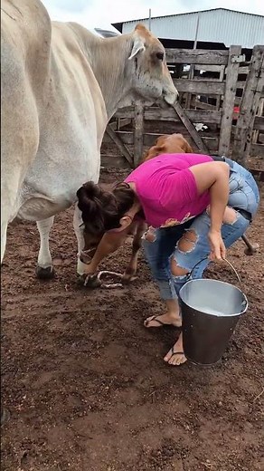 Milking a Cow by Hand 🐄 | Real Farm Life Experience | Fresh Milk Straight from Source