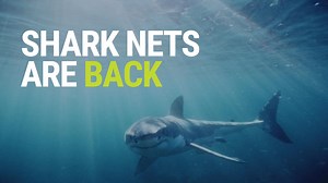 60K views · 957 reactions | Shark nets are back and it's bad news for...