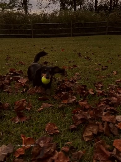 Embracing Autumn: A Cozy Season of Serenity