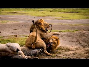 This male lion learned a painful lesson about respect