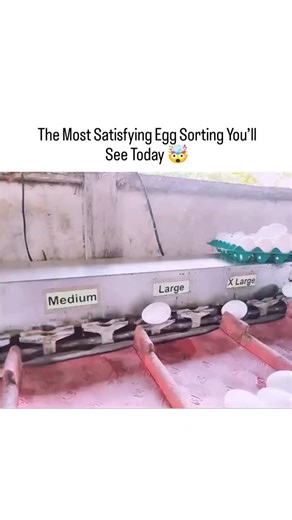 Astrox/Sachin | Watch how this smart machine sorts eggs into medium, large, and extra-large with perfect accuracy. The process is so smooth and satisfying,... | Instagram