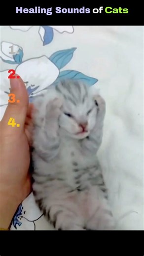Kitten Screams That Actually Heal You 🥺💕 (Best Therapy Sounds!)