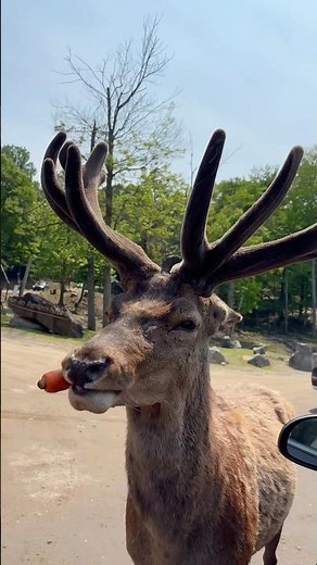 A wild family adventure at Omega Park, Quebec! 🦌🐺🍁 #montrealkids #montrealfamily #mtl #quebec