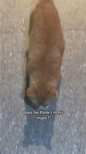 #feralcat #adoptstrays #rescuecat #straycat @lxurenispurplx