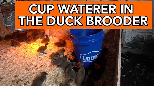 DIY Cup Waterer for Ducks: Simple Farm Solution