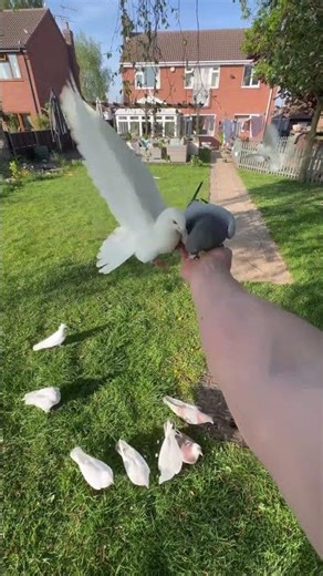 My arm my hand and some pigeons 🥰🤣🕊️