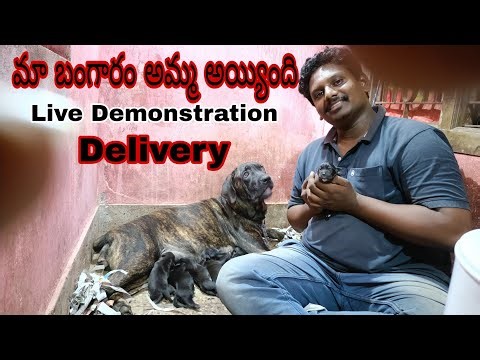 Cane Corso giving birth to puppies | dog delivery video live demonstration | Canecorso cubs for sale