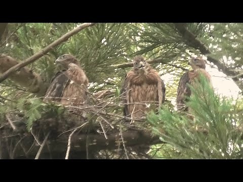 【都立神代植物公園・3羽のオオタカ】野生のオオタカ3羽、横一列に…
