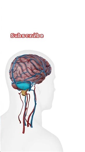 Human Anatomy Hub #doctor #documentary #human #health