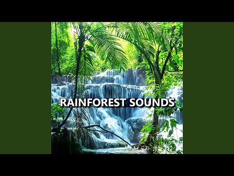 Rainforest Sounds