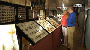 Watch Strange Inheritance: Season 1, Episode 9, "Bug Museum" Online - Fox Nation