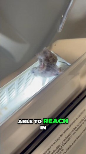 Clean Your Dryer Like a Pro: Lint Trap Secrets Revealed #dryerventcleaning #diy