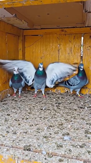 ai video #pigeon #bird