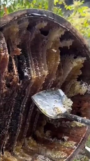 Honey Farming Method Of China