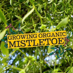 19 reactions · 3 comments |  It's time to hang up your mistletoe sprigs and get into the festive spirit. Our farmer, Mark, grows his mistletoe around the trees of his family's organic apple orchard. The wide gaps between the trees help the mistletoe thrive and provide pollinators plenty of room to buzz about. Pick up your beautiful bunch, here: https://bit.ly/3dDGy8r Have you hung your mistletoe yet? | Abel & Cole | Facebook