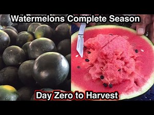 Growing watermelons complete season | From soil preparation to seed sowing to harvesting to selling
