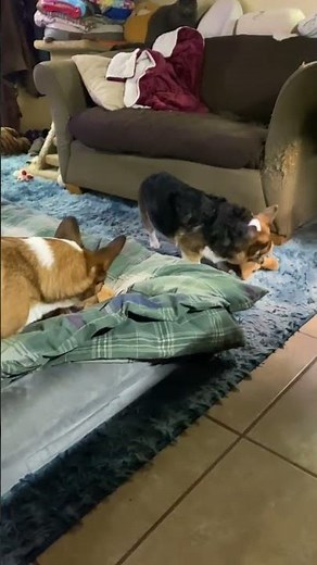 WHEN CORGIS GET NEW TOYS!!!