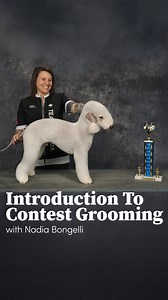 Sneak peek of "Introduction to Contest Grooming" with Nadia Bongelli! More coming soon, stay tuned... 🥳 https://www.leadingedgedogshowacademy.com/p/introduction-contest-grooming | Leading Edge Dog Show Academy