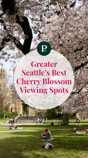 Cherry Blossom Season in Greater Seattle: 2024 Guide