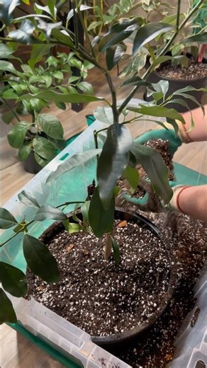 Nagami Kumquat Care (Light, Water & Soil)