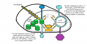 Doodle Map: Photosynthesis - Digital Ready Resource