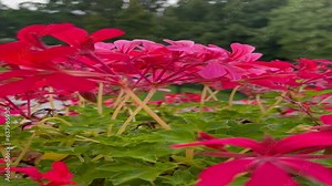 Pelargonium peltatum flowers. Pelargonium graveolens plant with pink flowers, "Rose geranium"