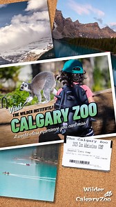 Visit one of Canada’s most beloved tourist destinations and explore the planet’s most iconic wildlife, all in one place. 🌍🦒 | The Calgary Zoo