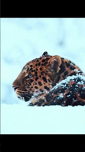 Why Do Cats Knead? Understanding This Adorable Behavior!