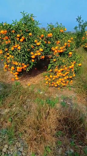 73K views · 4.3K reactions | #foryouシ #plants ہمارے پاس کینو کی ایسی ورائٹی موجود ہے جو ہر علاقے میں حیران کن فروٹ اور بڑے سائز کے دانے لیتی ہے باغ لگانے کے لیے سب سے بہترین ورائٹی ایک پودا 400 روپے کا ڈلیوری ال پاکستان | New Green Life Nurseries | Facebook