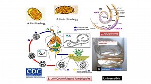 Roundworm: Introduction, Morphology, Life Cycle, Mode of Infection, Path