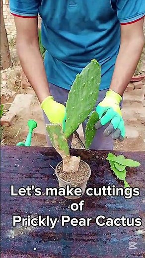 Propagating Prickly Pear Cactus from Cuttings | Easy & Fast Method