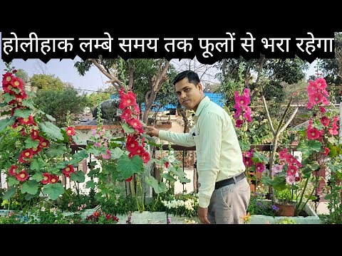 Hollyhock Flowers Care and Seedling || How to grow Hollyhock