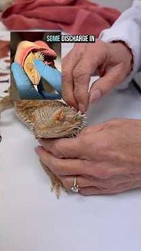 HOW WE HELPED A BEARDED DRAGON WITH RETAINED EYE SHED🦎 #beardeddragon