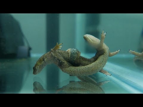Strange Mating Ritual at Zoo Could Save Rare Amphibian Species