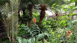 Join Brookside Gardens Conservatory Manager Kathy Stevens for a tour of the tropical plants in bloom. | Brookside Gardens, Montgomery Parks