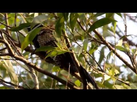 Pheasant Coucal Call #nature #birds #birdsounds