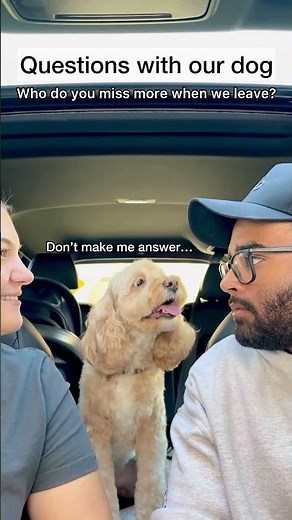 Mini Cockapoo Chooses Between Her Parents with the Cutest Reactions 😳