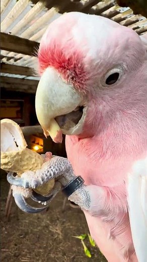Pink Cockatoo Enjoys a Nut 🦜🌰
