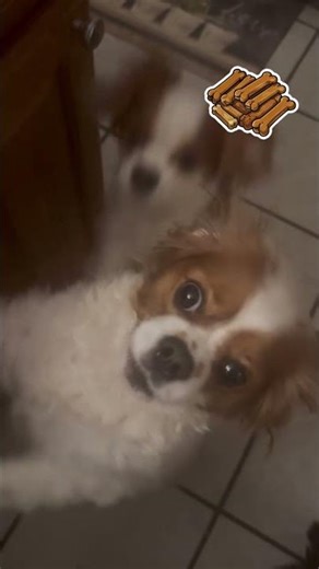 Sit Toby sit! -The Great Mouse Detective