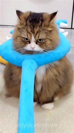 Funny Cats Compilation part 6