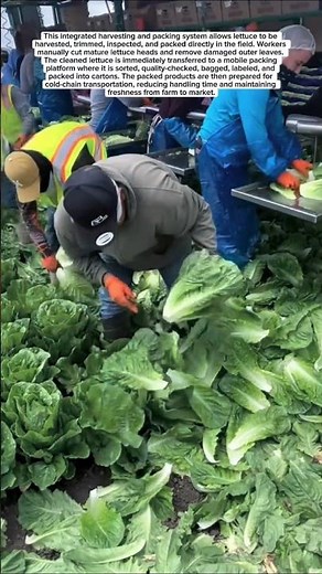 Ultra-Fast Lettuce Harvesting & Packing Process in the Field!