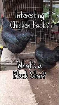 Black Star Chickens