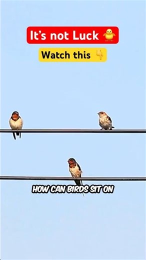 Why Power Lines Don’t Shock Birds 🐦⚡#powerlines #electricity #scienceexplained #physics