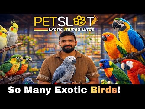 So Many Exotic Birds in Bangalore 😍 | Macaw, African Grey, Budgies | Petslot Bird Shop Kannada