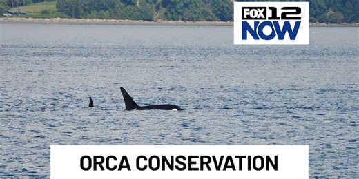ODFW releases orca management draft for Oregon Coast, waterways