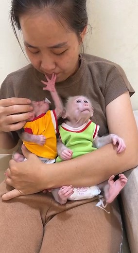 165K views · 4.4K reactions | Mom Give a Warm Sleep To PavPav & Titas In Chest | Monkey TV | Facebook